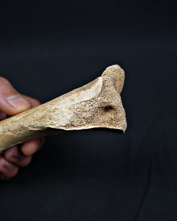 Tibia de oso de las cavernas