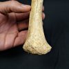 Tibia de oso de las cavernas