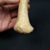 Tibia de oso de las cavernas