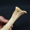 Tibia de oso de las cavernas