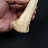 Tibia de oso de las cavernas