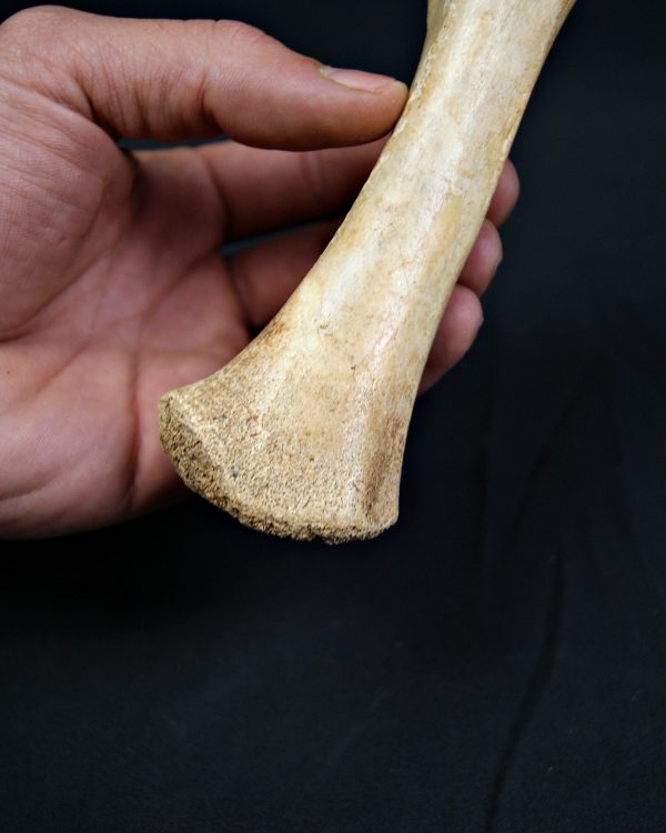 Tibia de oso de las cavernas