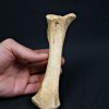 Tibia de oso de las cavernas