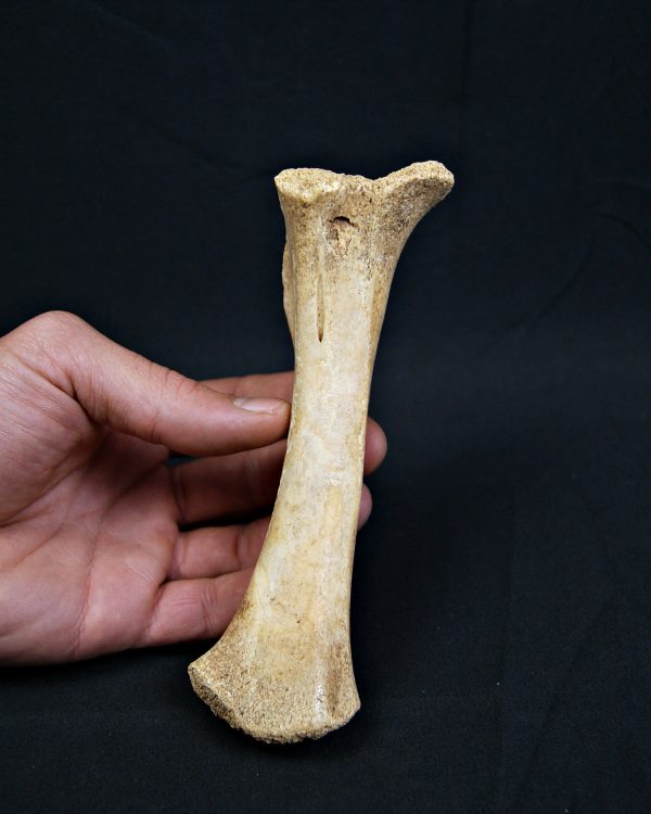 Tibia de oso de las cavernas