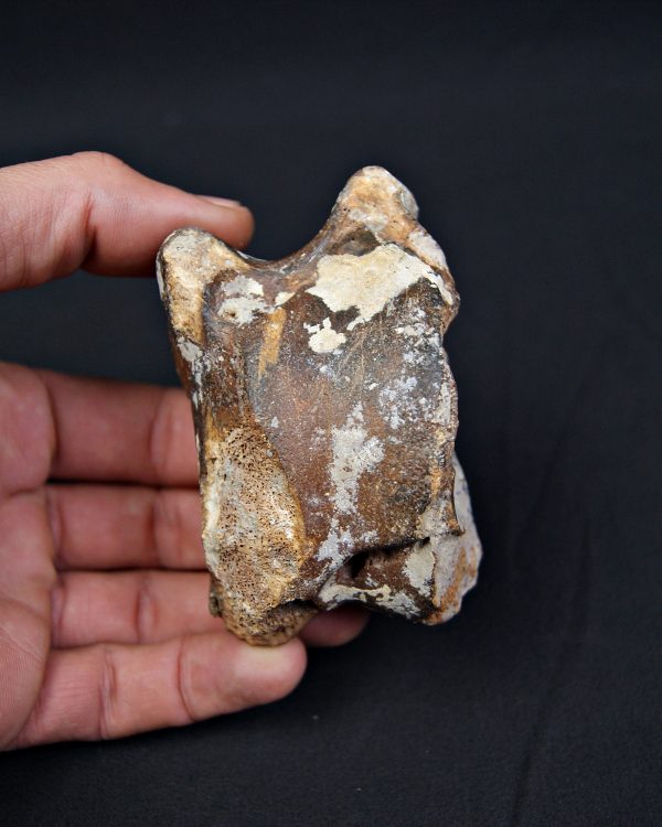 Astrágalo de Bison priscus