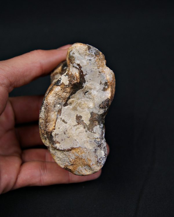 Astrágalo de Bison priscus