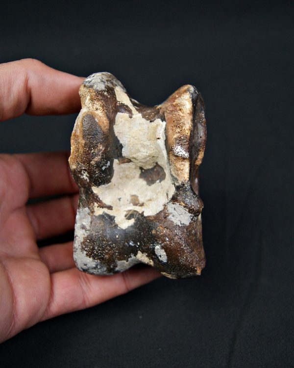 Astrágalo de Bison priscus