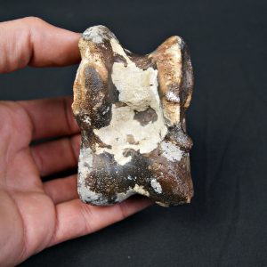 Astrágalo de Bison priscus