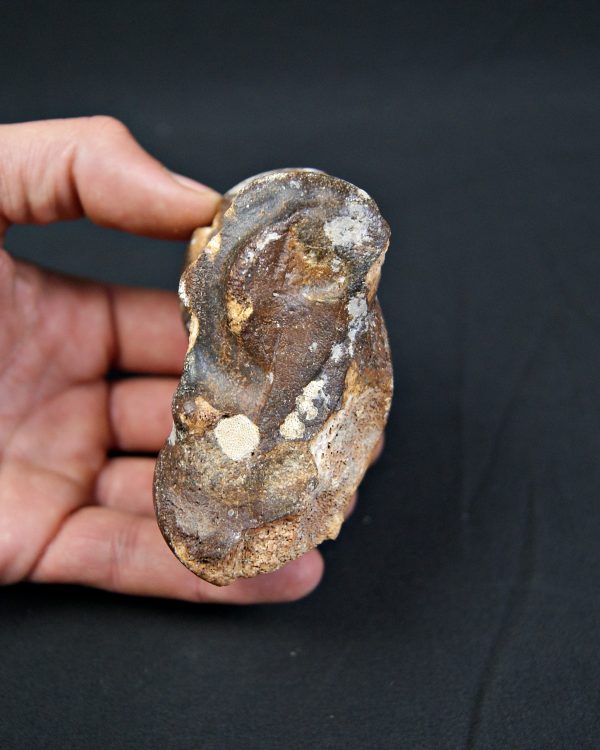 Astrágalo de Bison priscus