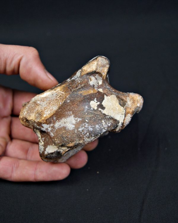 Astrágalo de Bison priscus