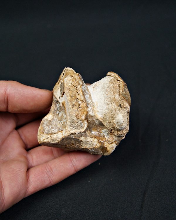 Astrágalo de Bison priscus