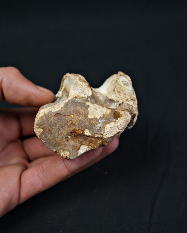 Astrágalo de Bison priscus