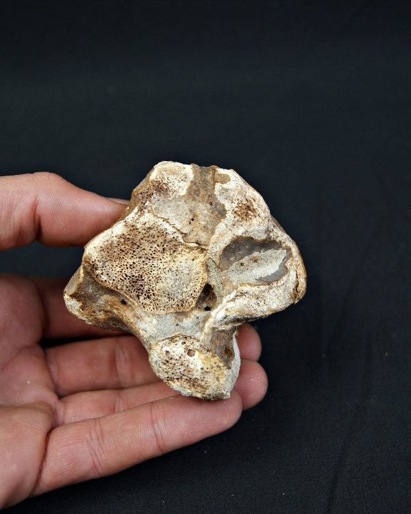 Astrágalo de Bison priscus