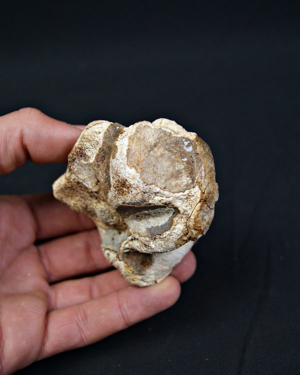 Astrágalo de Bison priscus