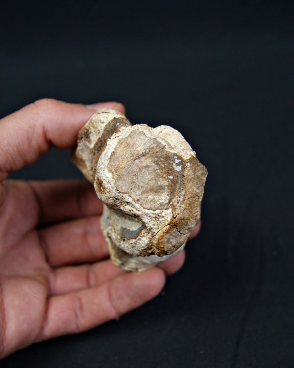 Astrágalo de Bison priscus