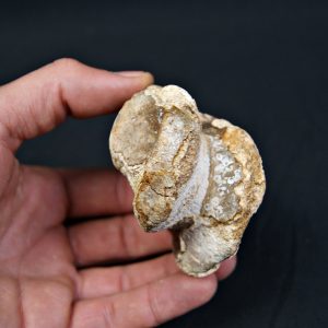 Astrágalo de Bison priscus