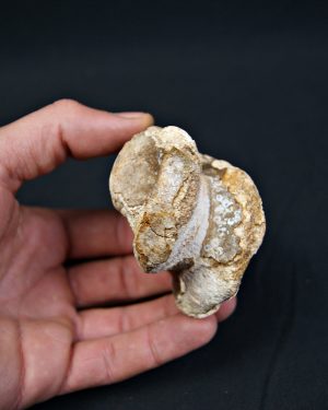 Astrágalo de Bison priscus