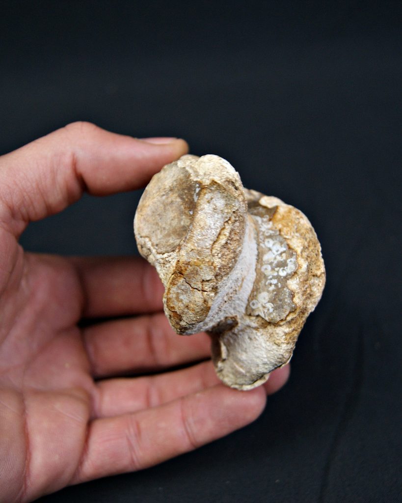 Astrágalo de Bison priscus
