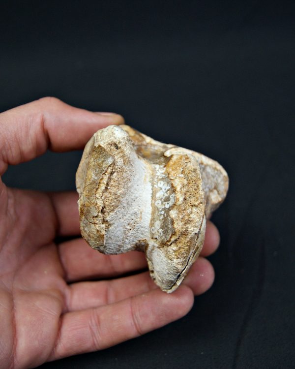 Astrágalo de Bison priscus