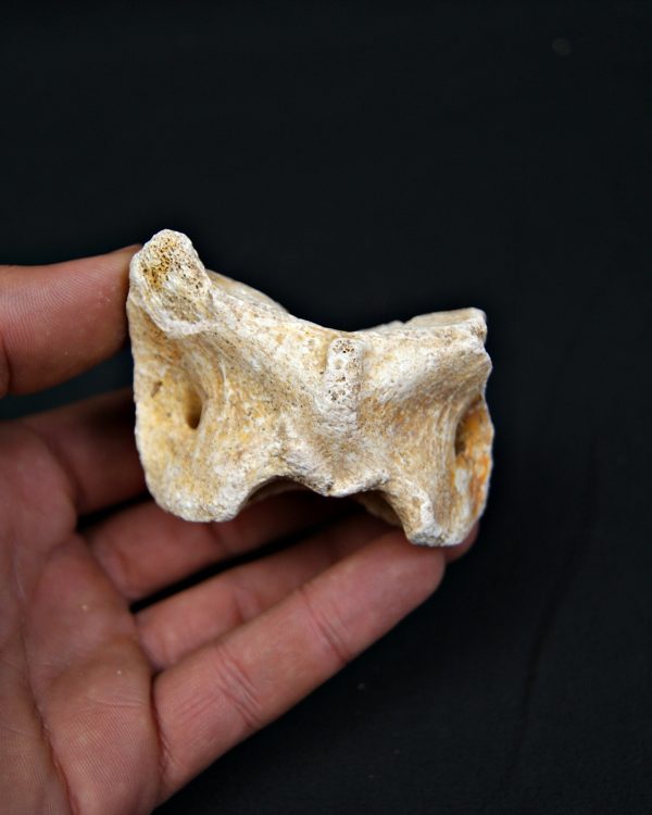 Vértebra atlas Tejón o zorro Vulpes