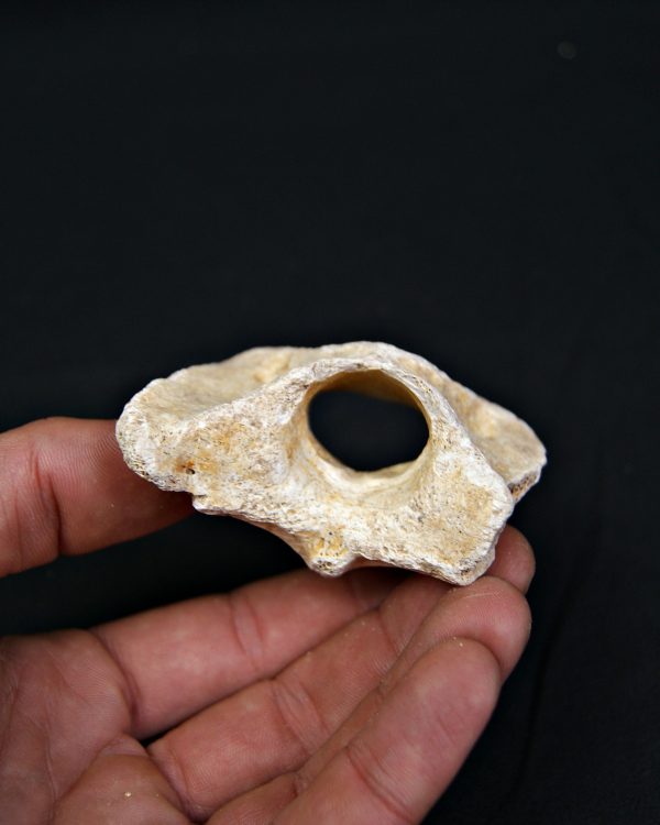 Vértebra atlas Tejón o zorro Vulpes