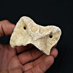 Vértebra atlas Tejón o zorro Vulpes