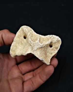 Vértebra atlas Tejón o zorro Vulpes