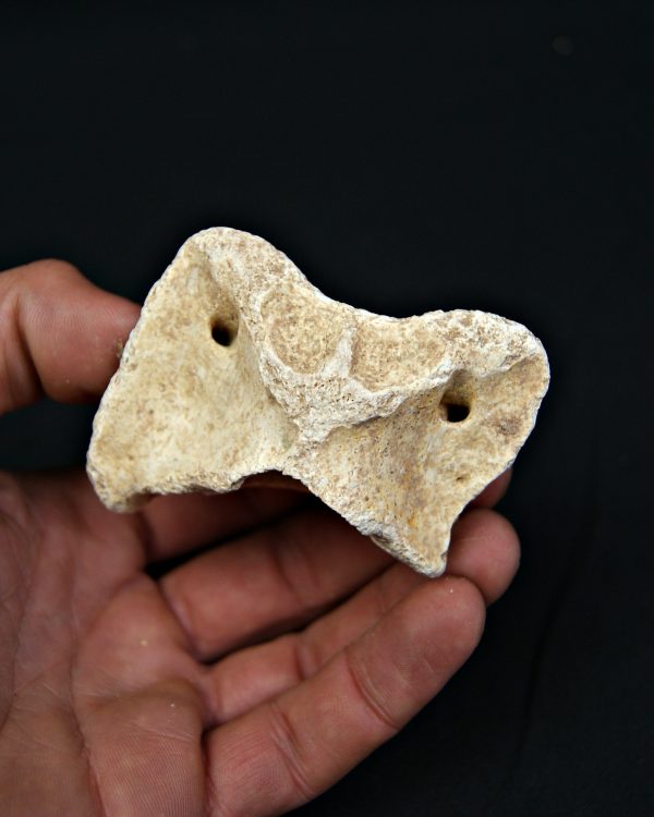 Vértebra atlas Tejón o zorro Vulpes