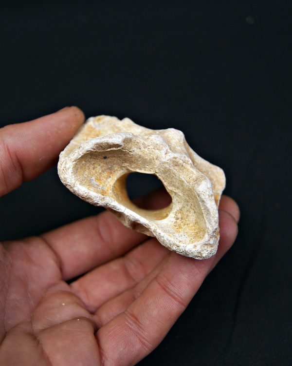 Vértebra atlas Tejón o zorro Vulpes