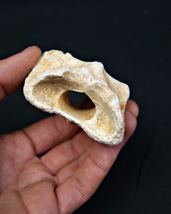 Vértebra atlas Tejón o zorro Vulpes