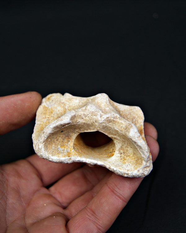 Vértebra atlas Tejón o zorro Vulpes