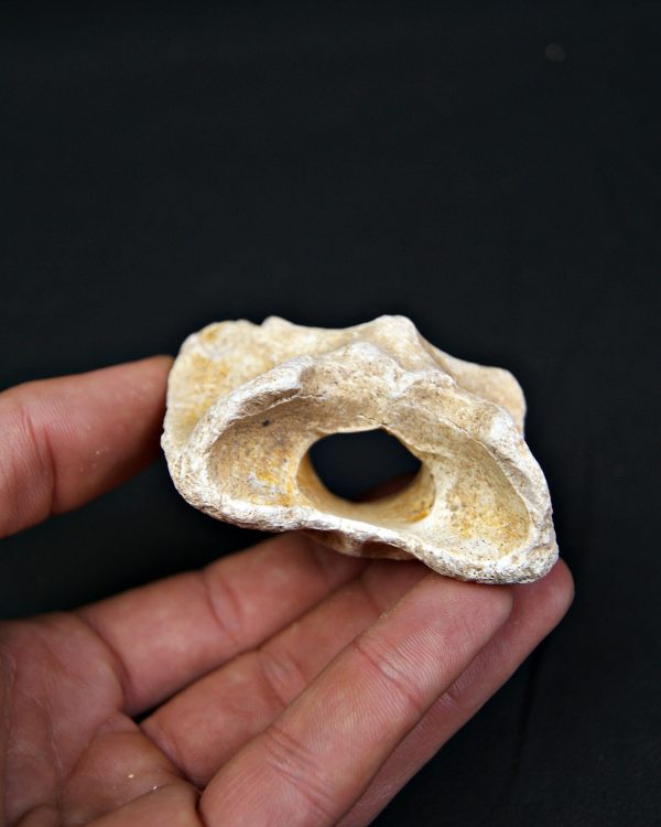 Vértebra atlas Tejón o zorro Vulpes