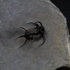 Trilobite Ceratarges Spinosus