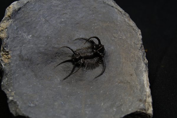 Trilobite Ceratarges Spinosus