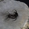 Trilobite Ceratarges Spinosus