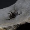Trilobite Ceratarges Spinosus