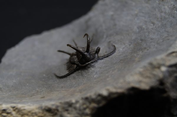 Trilobite Ceratarges Spinosus