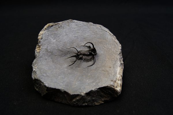 Trilobite Ceratarges Spinosus