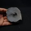 Trilobite Ceratarges Spinosus