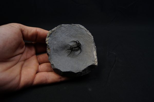 Trilobite Ceratarges Spinosus