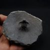 Trilobite Ceratarges Spinosus