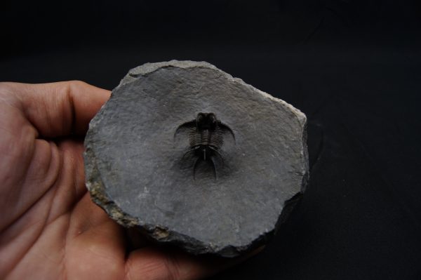 Trilobite Ceratarges Spinosus