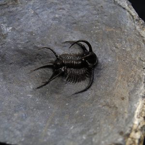 Trilobite Ceratarges Spinosus