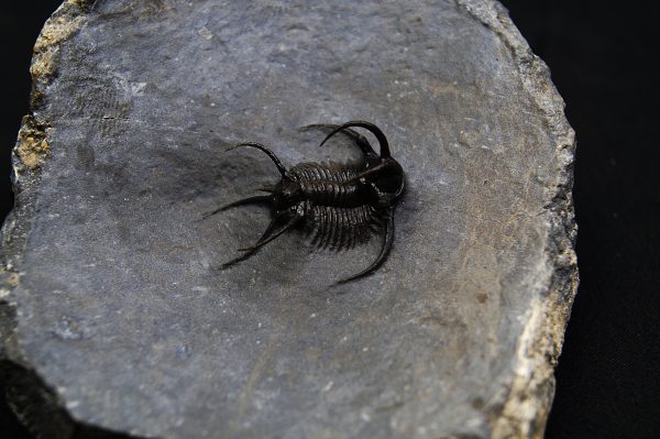 Trilobite Ceratarges Spinosus