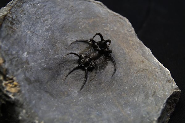 Trilobite Ceratarges Spinosus