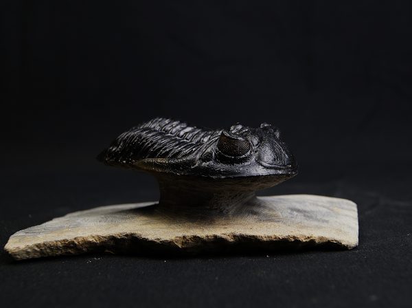 Hollardops mesocristatus