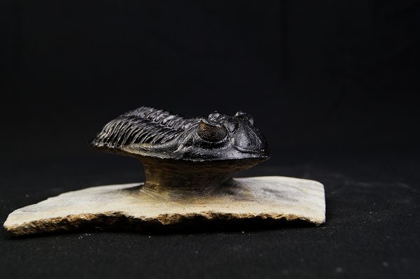 Hollardops mesocristatus