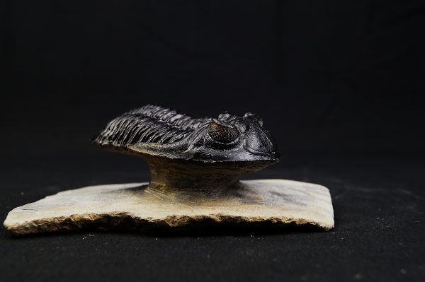 Hollardops mesocristatus