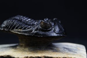 Hollardops mesocristatus