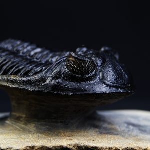 Hollardops mesocristatus